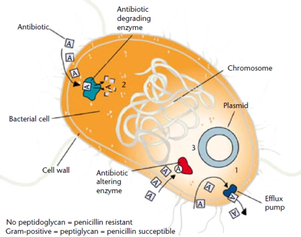 The Mechanism of Action of Lincomycin: How It Works Against Bacteria